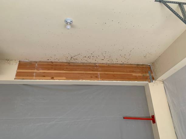 Environmental Consulting for Mold Prevention in Libby, MT