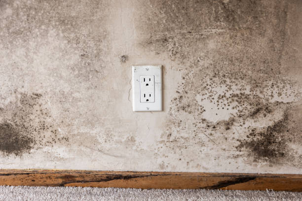 Best Mold Damage Restoration  in Libby, MT